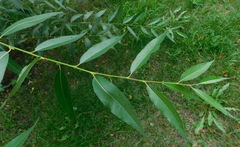 Salix triandra