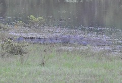 Crocodylus palustris