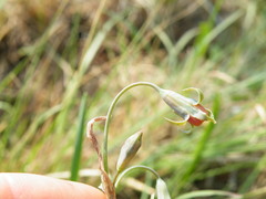 Tulbaghia acutiloba