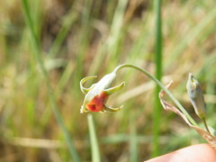 Tulbaghia acutiloba