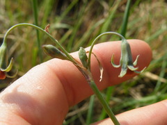 Tulbaghia acutiloba