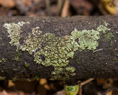 Phaeophyscia orbicularis