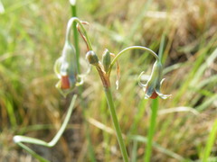 Tulbaghia acutiloba