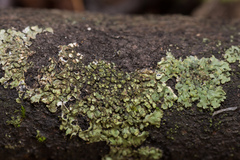 Phaeophyscia orbicularis