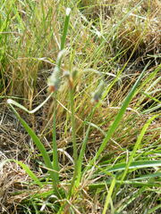 Tulbaghia acutiloba