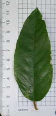 Alphitonia excelsa