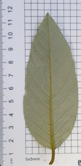 Alphitonia excelsa