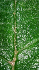 Alphitonia excelsa
