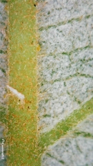 Alphitonia excelsa