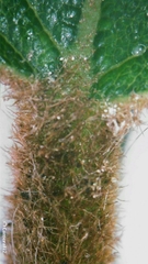 Alphitonia excelsa
