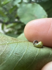 Caryomyia recurvata