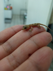 Hemidactylus mabouia