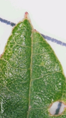 Alphitonia excelsa