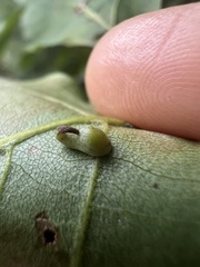 Caryomyia recurvata