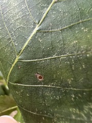 Caryomyia recurvata