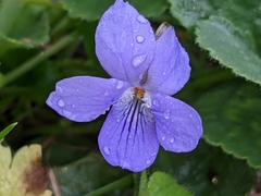 Viola