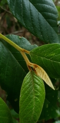 Alphitonia excelsa