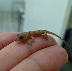 Hemidactylus mabouia