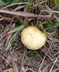 Stropharia coronilla