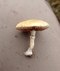 Stropharia coronilla