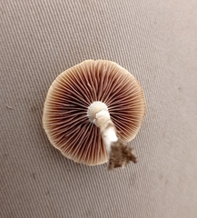 Stropharia coronilla