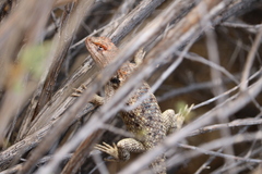 Sceloporus bimaculosus