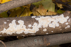 Cylindrobasidium laeve