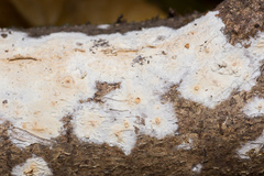 Cylindrobasidium laeve