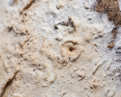 Cylindrobasidium laeve