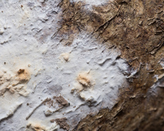 Cylindrobasidium laeve