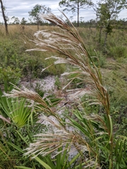 Andropogon floridanus