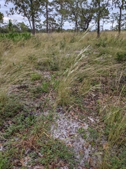 Andropogon floridanus