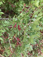 Pistacia lentiscus