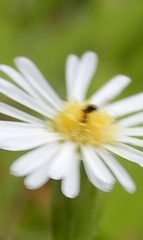 Crematogaster rogenhoferi