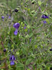 Trichostema suffrutescens