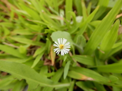 Crematogaster rogenhoferi