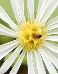 Crematogaster rogenhoferi
