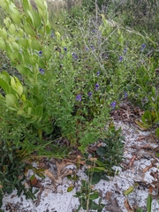 Trichostema suffrutescens