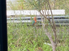 Platycercus icterotis