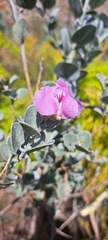 Podalyria hirsuta