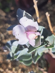 Podalyria hirsuta