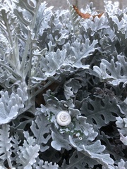 Gastropoda