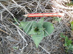 Ledebouria ovatifolia