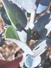 Podalyria hirsuta