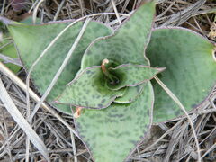 Ledebouria ovatifolia