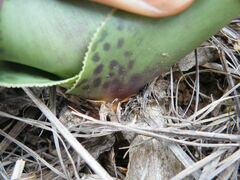 Ledebouria ovatifolia