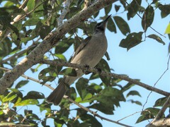 Philemon citreogularis