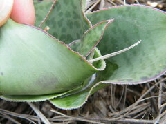 Ledebouria ovatifolia
