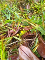 Stylosanthes erecta