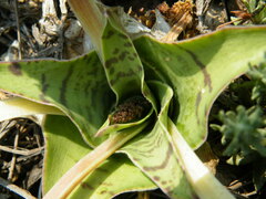 Ledebouria ovatifolia